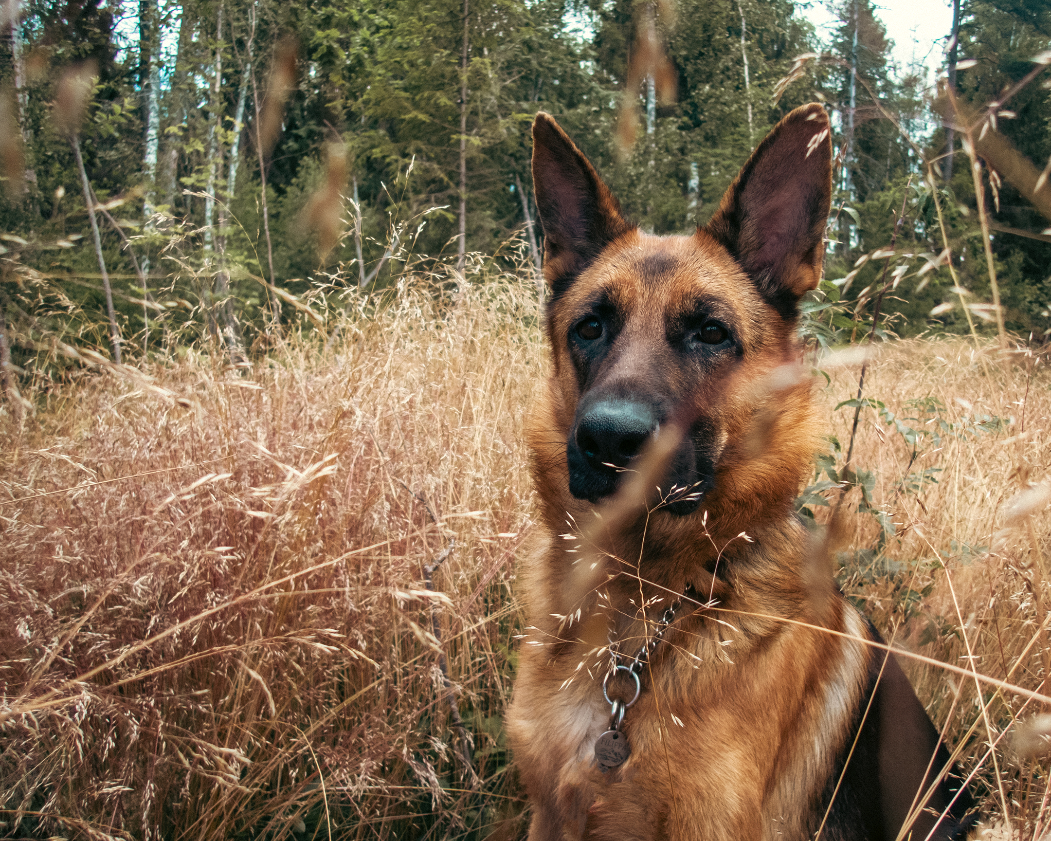 Blåbärsplockning i Gladarbergsskogen