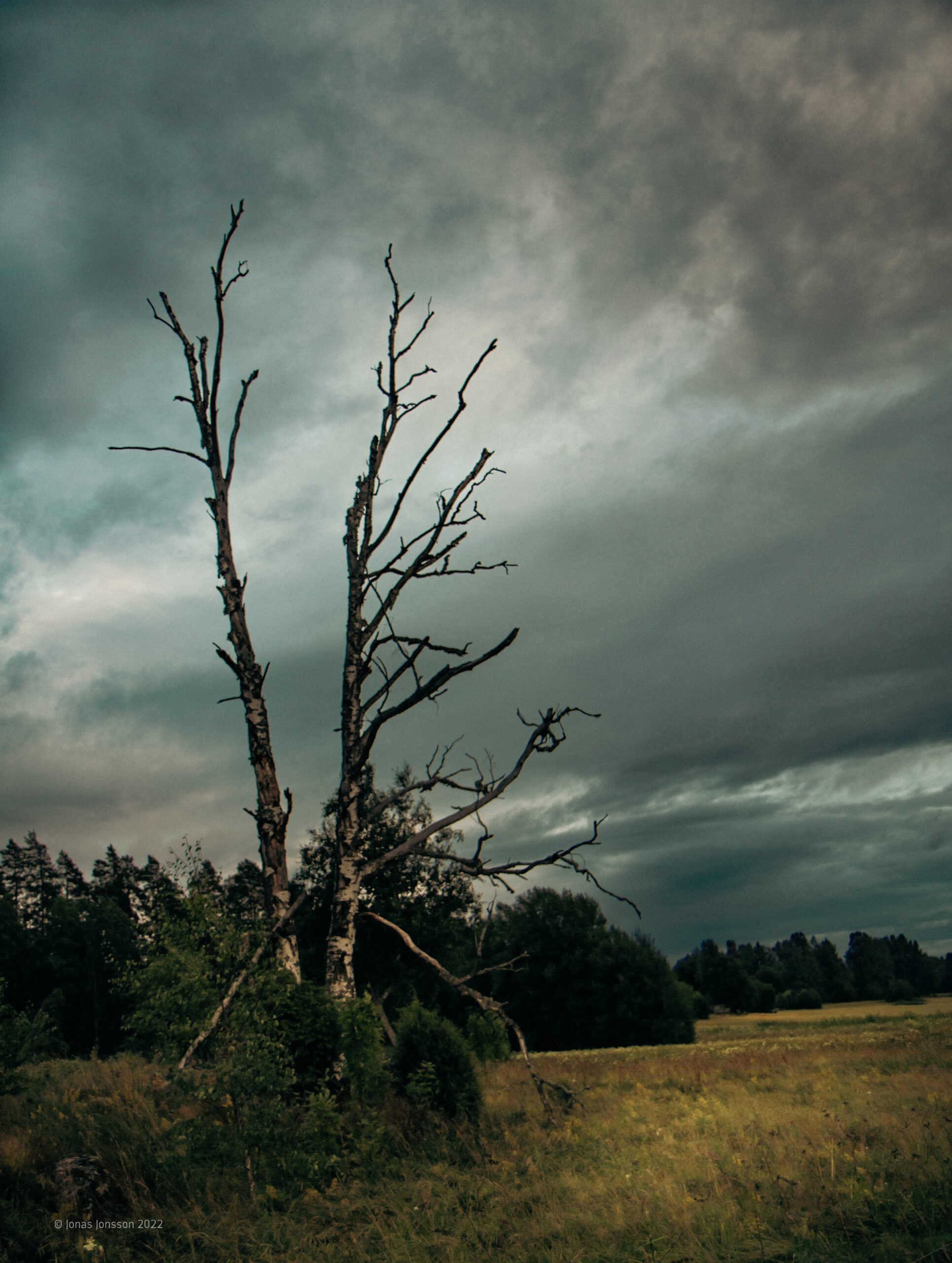 Kvällspromenad med hunden